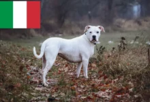 dogo argentino for sale uk
