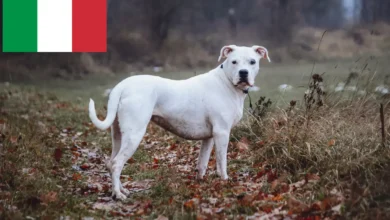 dogo argentino for sale uk