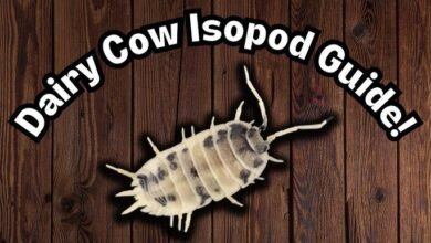 dairy cow isopods