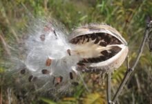 plants that disperse their seeds by wind