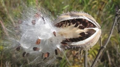 plants that disperse their seeds by wind