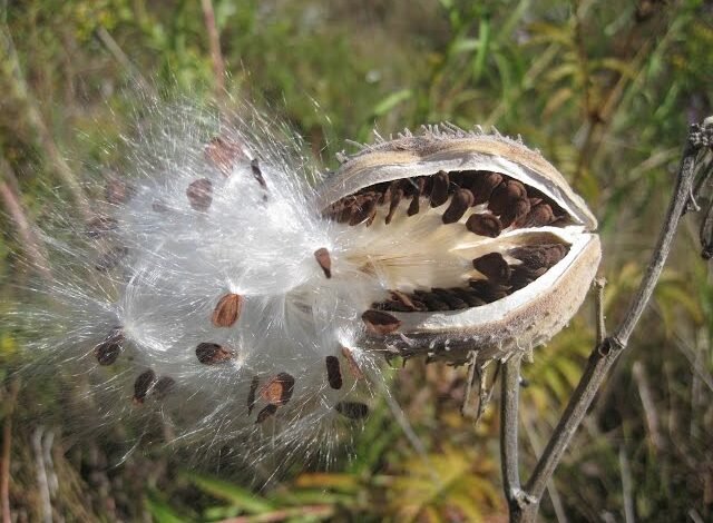 plants that disperse their seeds by wind