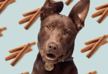 is cinnamon bad for dogs