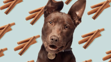 is cinnamon bad for dogs