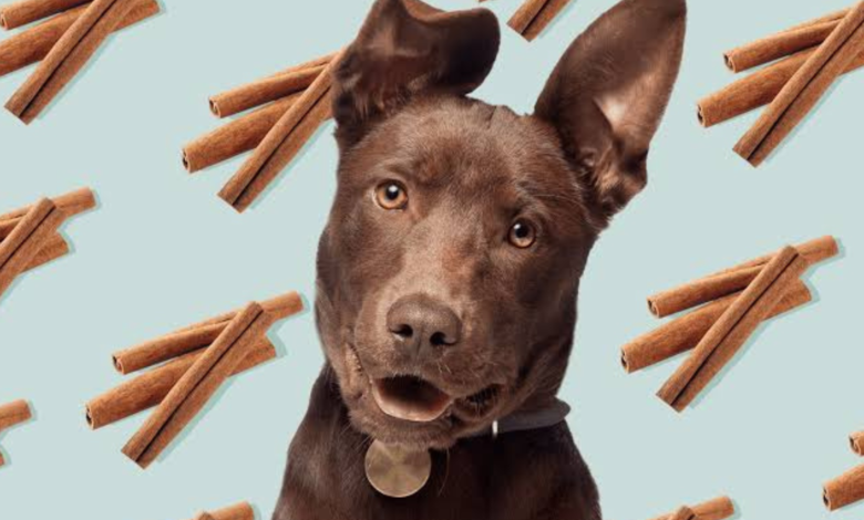 is cinnamon bad for dogs