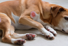 early stage ringworm in dogs pictures