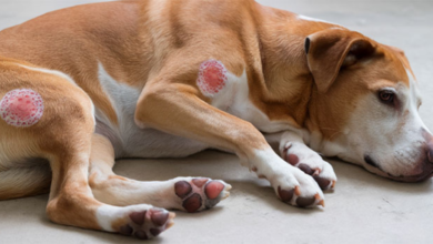 early stage ringworm in dogs pictures