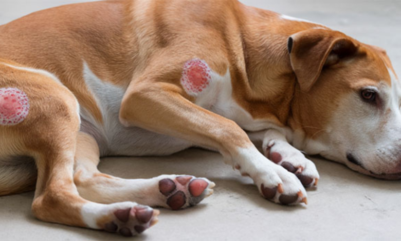 early stage ringworm in dogs pictures