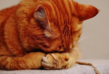 cat keeps throwing up