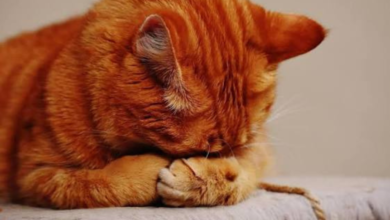 cat keeps throwing up
