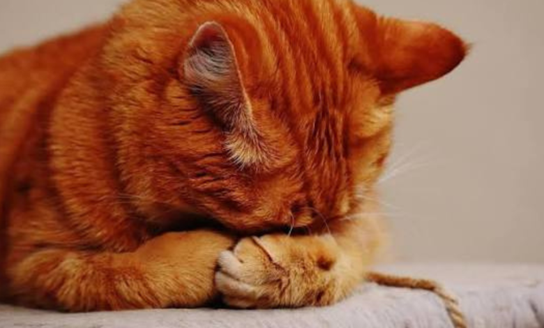 cat keeps throwing up